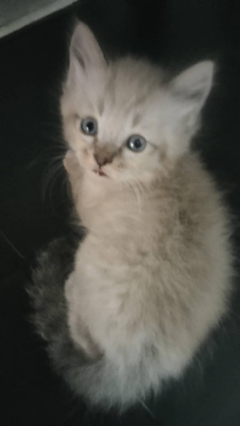 Persian kittens 4