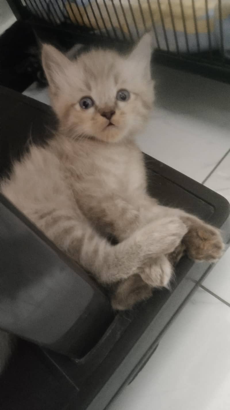 Persian kittens 5