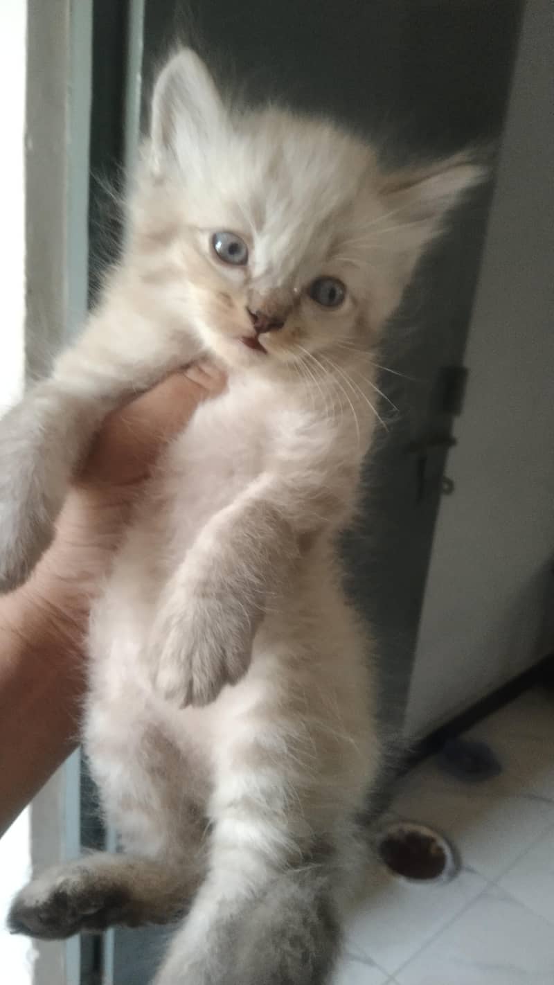 Persian kittens 6