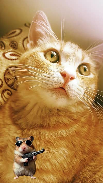 cat for adoption
