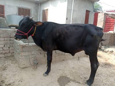 bull for qurbani