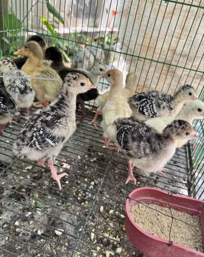 Turkey chicks