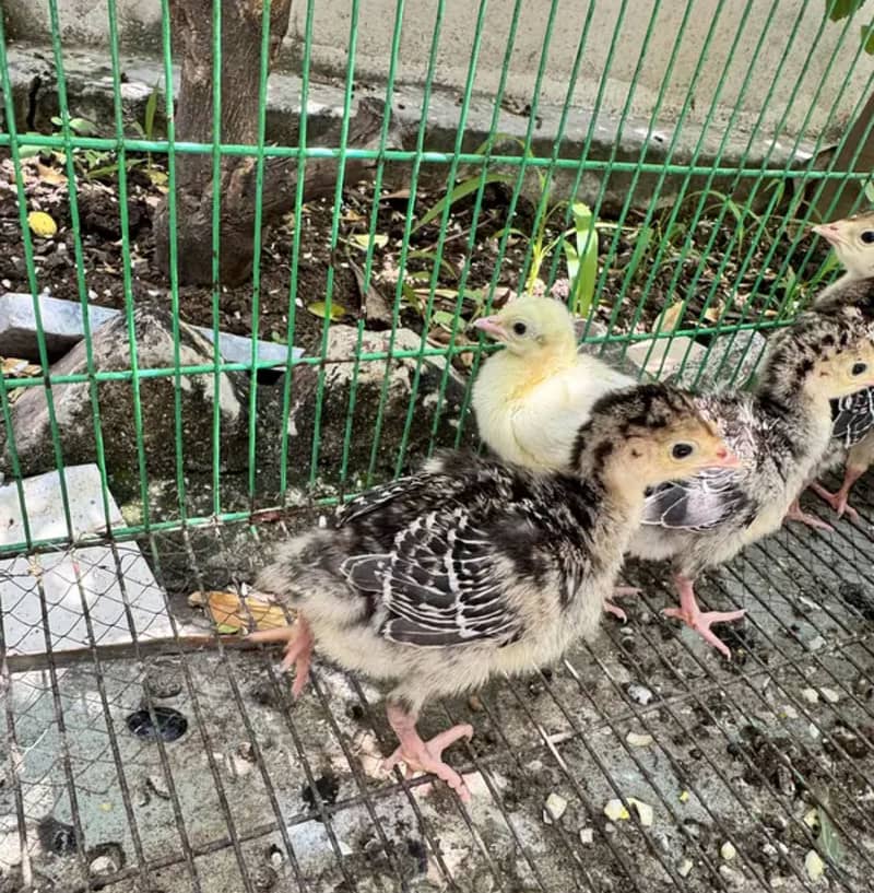 Turkey chicks 1