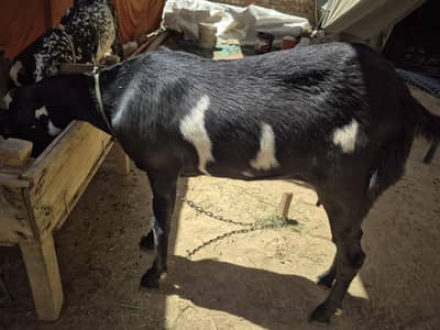 3 goats price different ha bakii bakra bhi available hn
