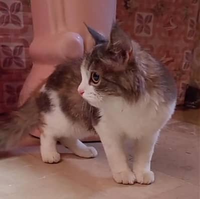 Beautiful Persian Female Cat For Sale, litter train Healthy Fluffy