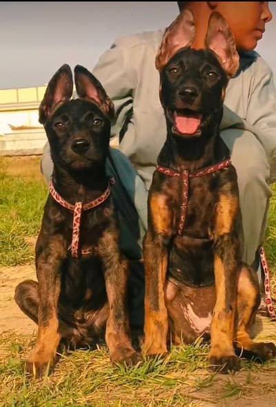 Bhagyari Alsatian Shepherd Puppies | Security Dogs | Alsatian Puppies