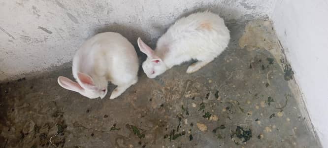 one male and 2 females