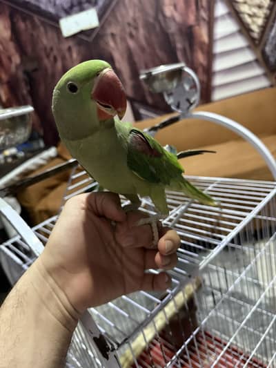 Raw parrots pair available