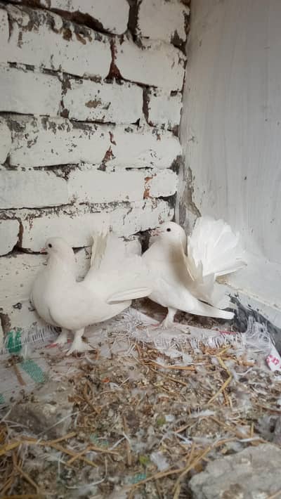 Lakay Kabootar Breeder Pair