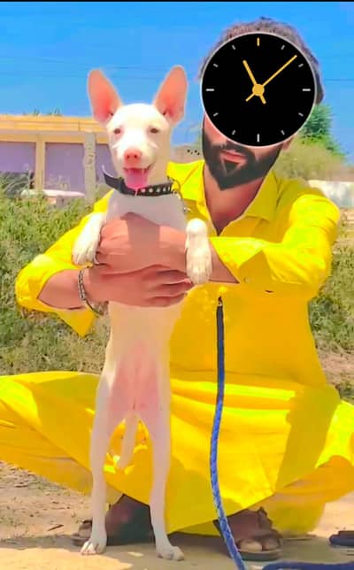 Kohati Guldair Female Puppy | Security Dog | Kohati Guldair Breed