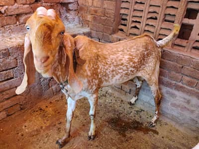 Makki China Bakra