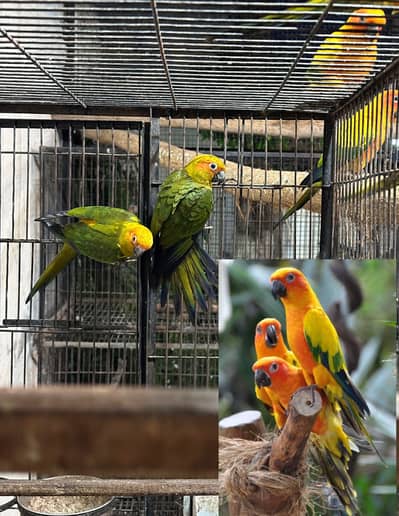 Sun conure (Mother feed self pathay)