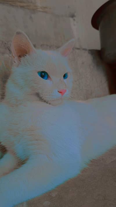 cat for sail
