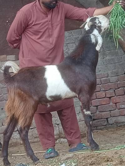 sheera print 2 Dant khasi bakra
