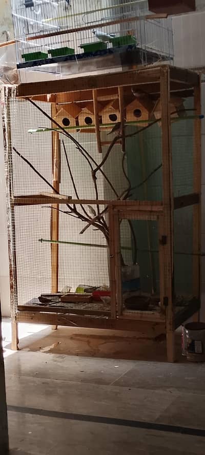 5 pair zebra finch aur pinjre ke Sath