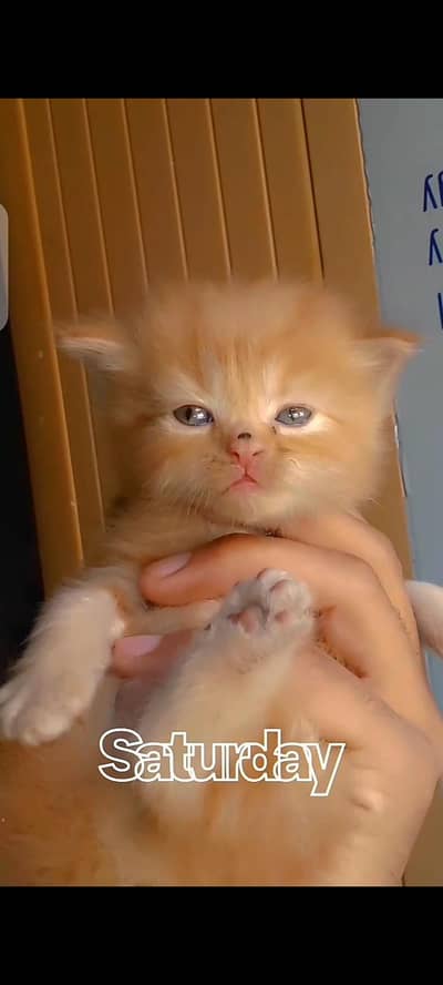 Persion Cat