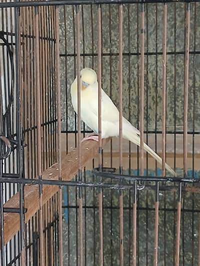 King Size Budgies Male