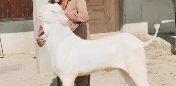 Qurbani ke liye Bakra For Sale/+03102718755