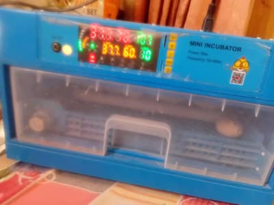 AUTOMATIC EGG New  INCUBATOR  OF INTELLIGENCE COMPANY
