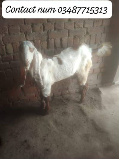 Bakra for Qurbani  contact num 03487715313