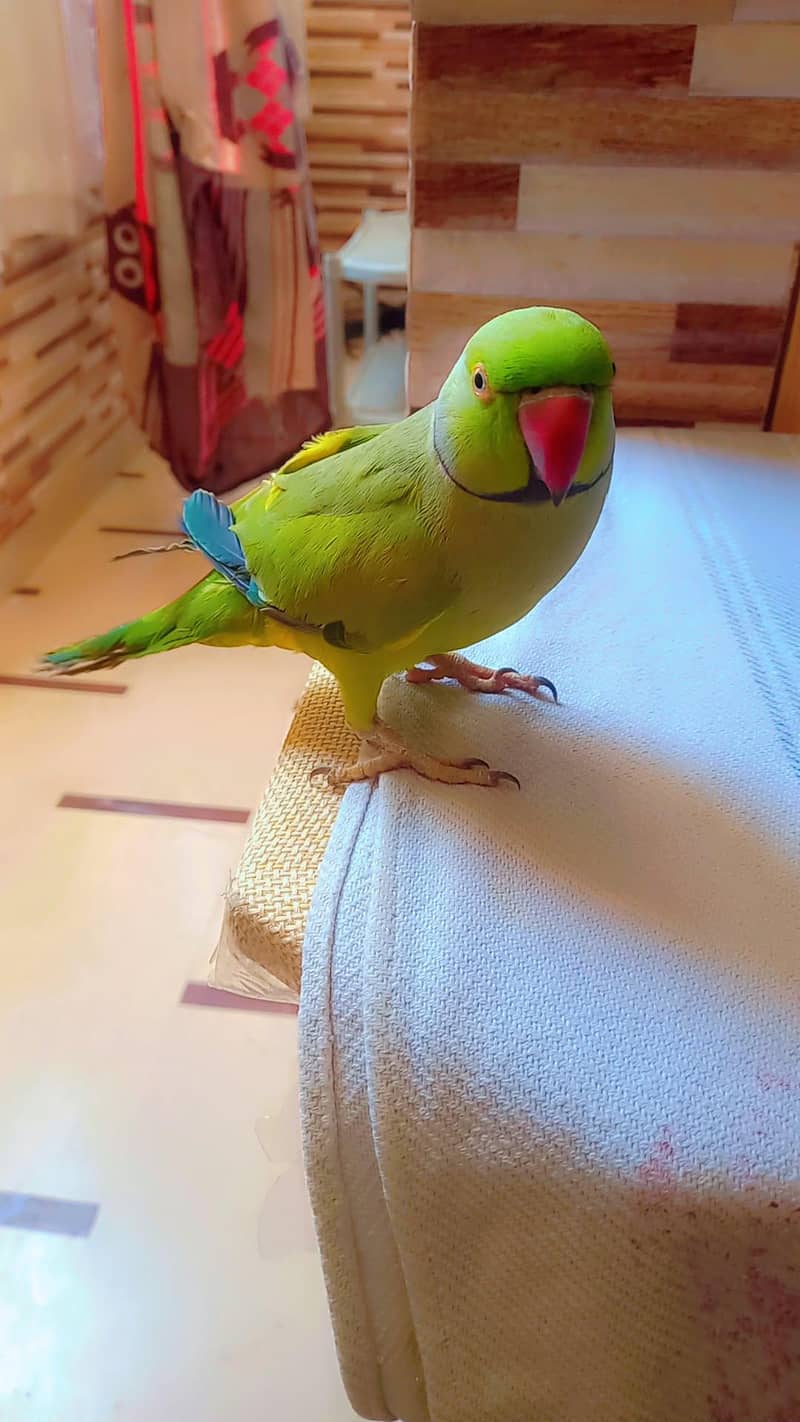 Green ringneck pair 0