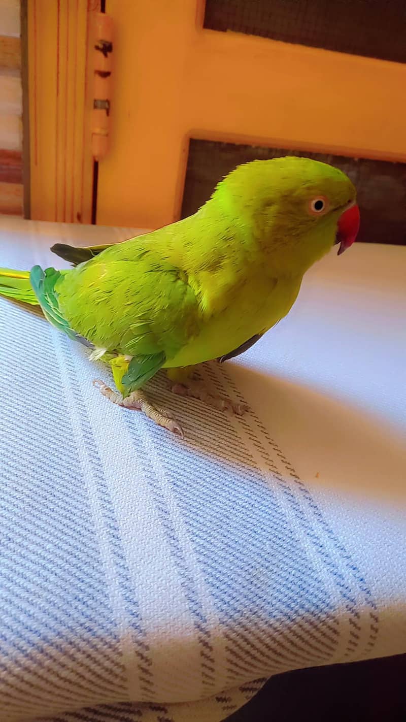 Green ringneck pair 1
