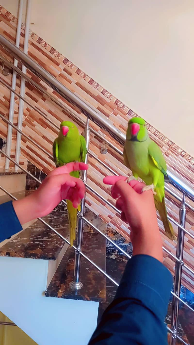 Green ringneck pair 2