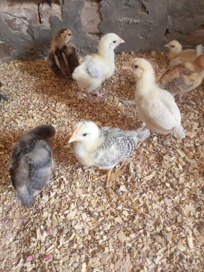 Golden misri chick choza