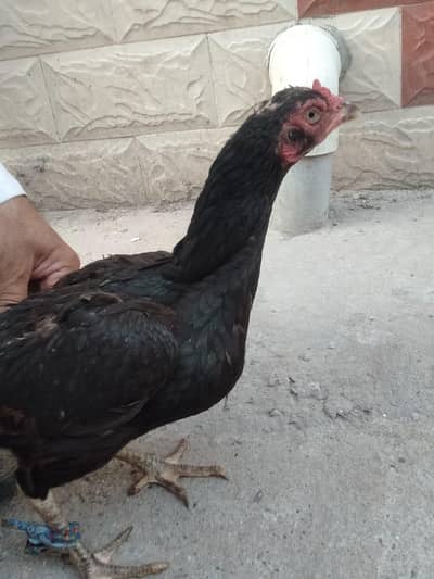 mushka madi urgent for sale
