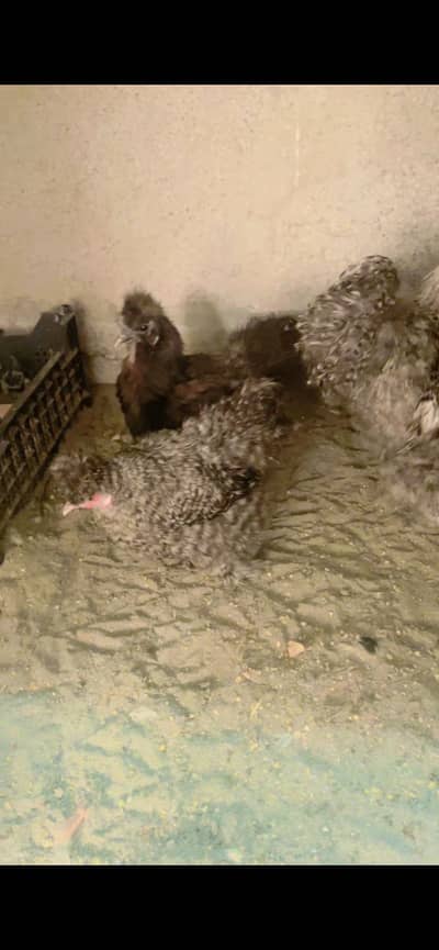 Coco silkie