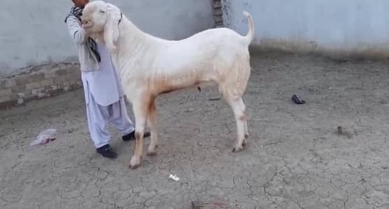 Qurbani lagne wala Rajanpuri Gulabi Bakra for sale/ 03102729869