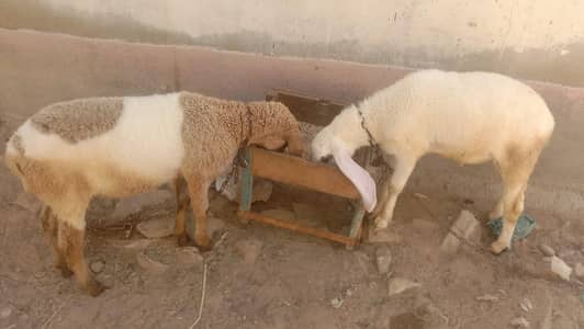 2 male Dumbe healthy and active 6 month old