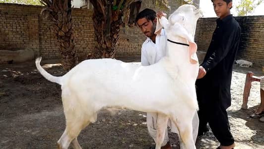 Qurbani lagne wala Rajanpuri Gulabi Bakra for sale/ 03102729869