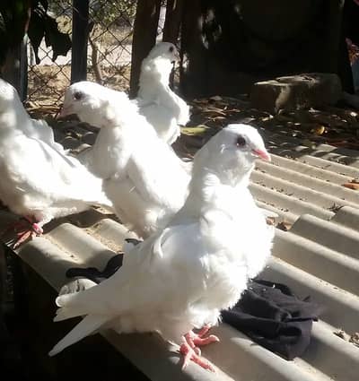 Imported bloodline Chinese owl and fancy pairs