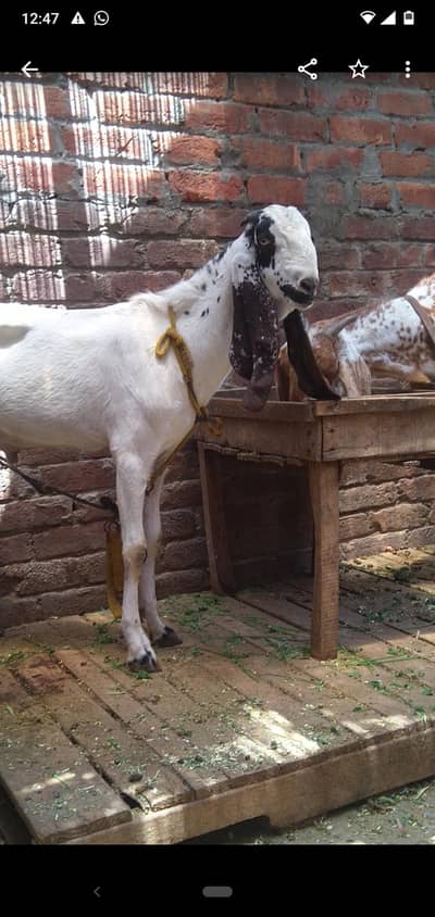 dasi bakra qurbani 2dant