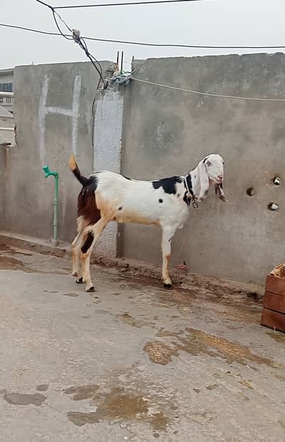 Donda Jodi bakry ghr KY palay huay 170000 Jodi