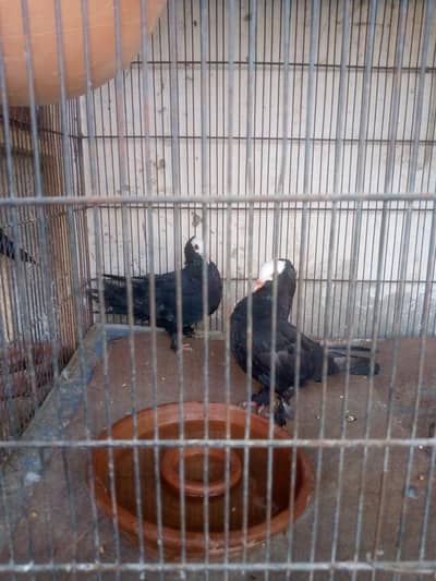 black Mukhi