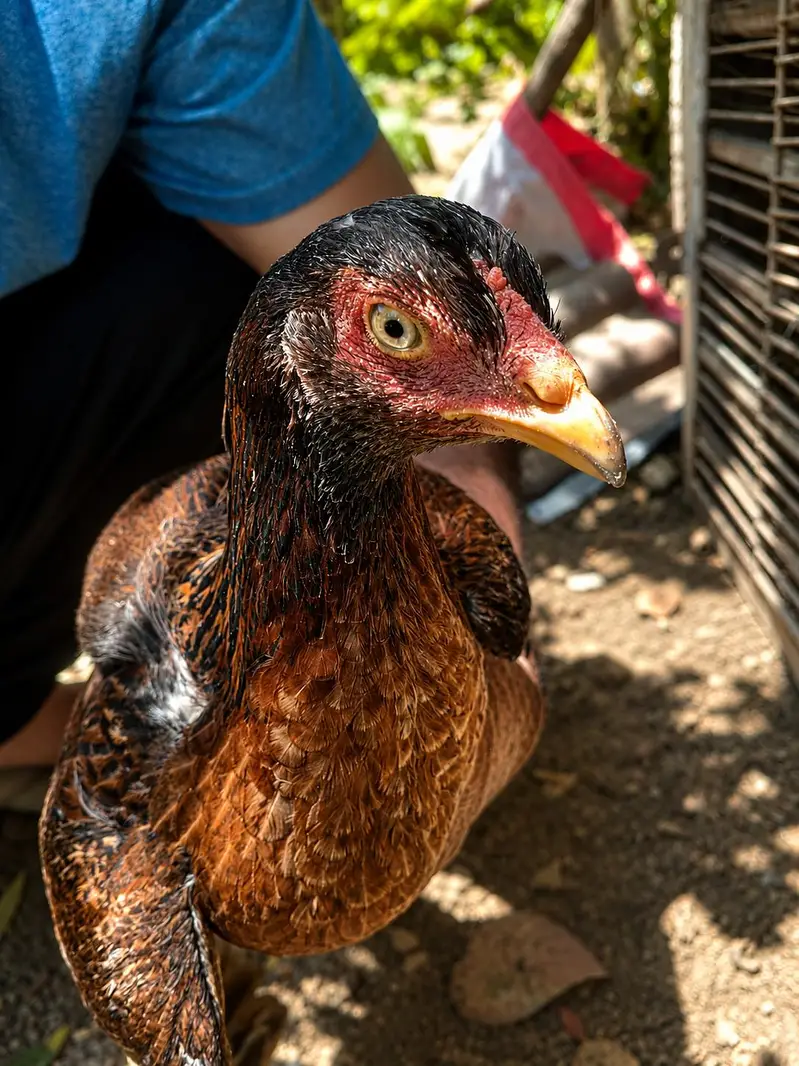 pure aseel hen for sell . price : 2900 per chick .
