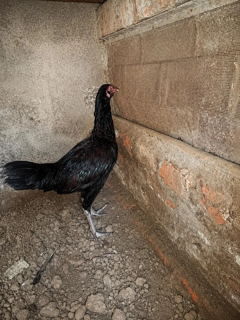 pure aseel hen for sell . price : 2900 per chick . — photo 3