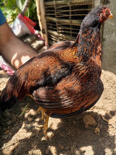 pure aseel hen for sell . price : 2700 per chick .