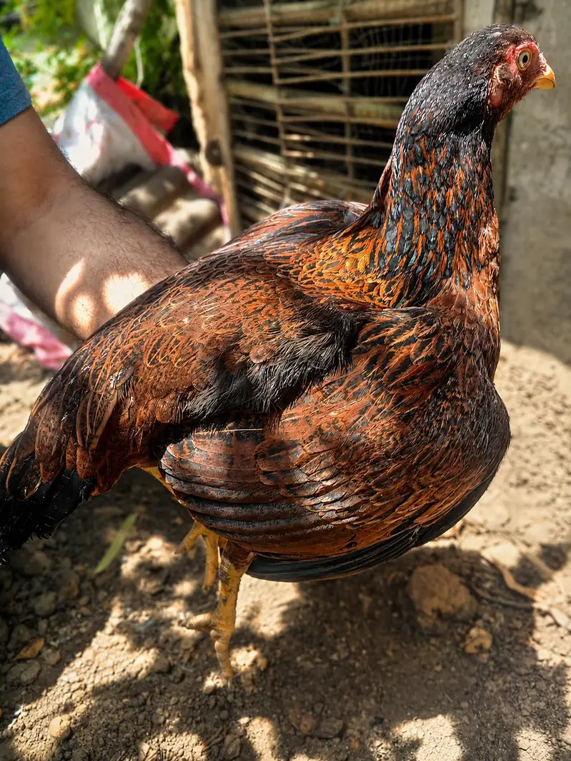 pure aseel hen for sell . price : 2900 per chick . — photo 2
