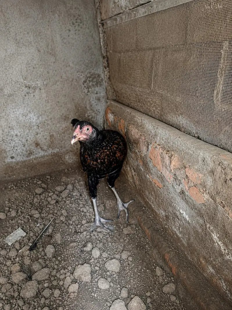 pure aseel hen for sell . price : 2900 per chick . — photo 4