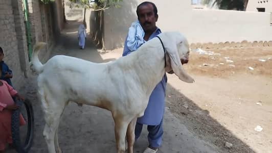 Qurbani lagne wala Rajanpuri Gulabi Bakra for sale/ 03102729869