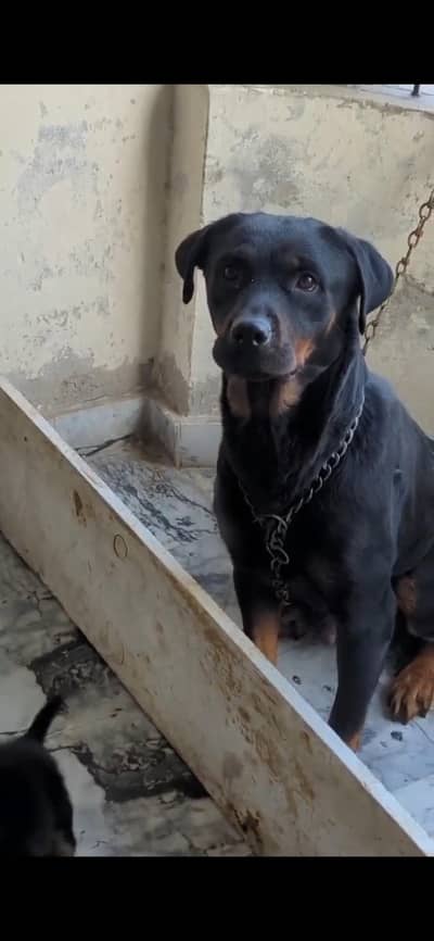 rottweiler breeder female for sale