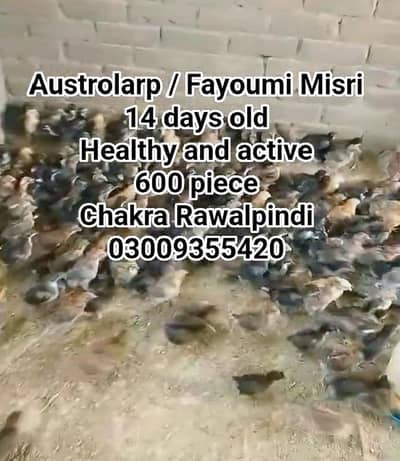 austrolarp fayoumi misri golden misri