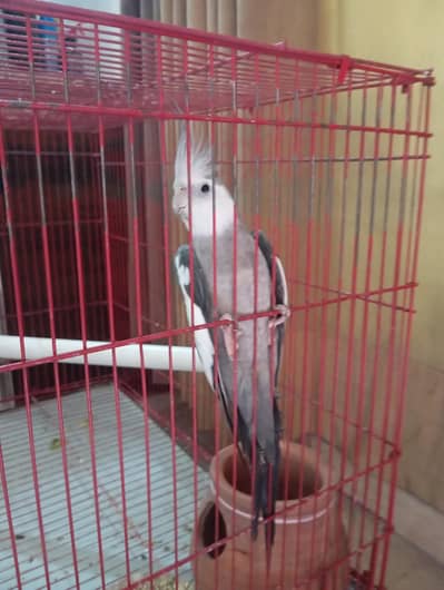 Male cocktail for sale with cage