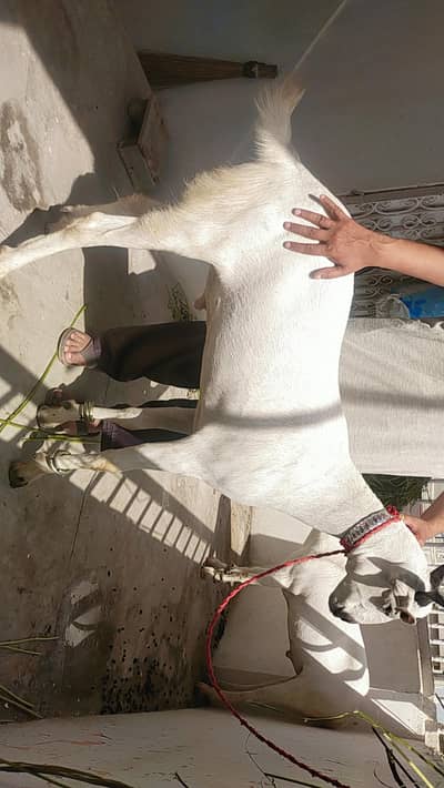 qurbani bakra