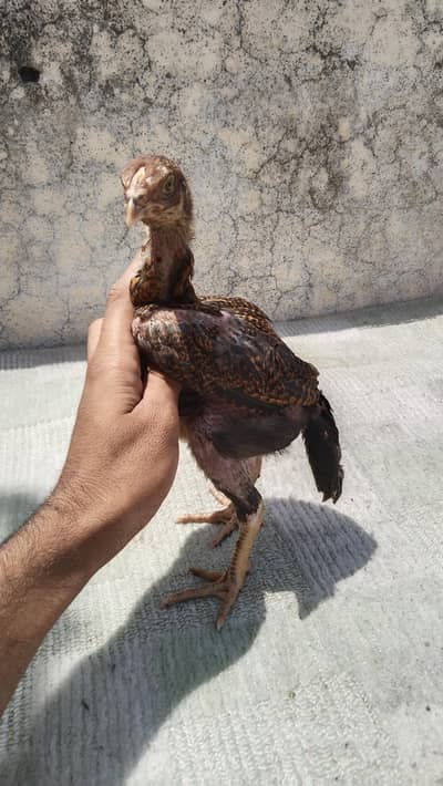 Quality Chicks available home breed