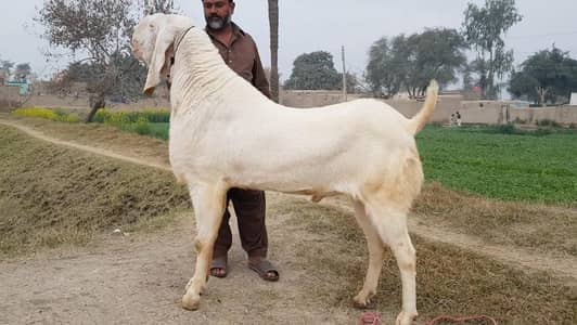 Qurbani ke liye Bakra for sale _ 03102729869