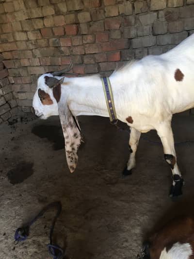 Ghar men pala hua hay desi bakra 80k